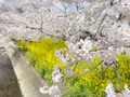 五条川の写真_505401