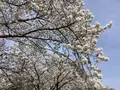 さがみ湖リゾート プレジャーフォレストの写真_506232