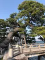 満月寺 浮御堂の写真_507429