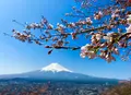 新倉山浅間公園の写真_508099