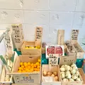 プラスミドリの写真_509143