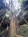 ガンガラーの谷 ケイブカフェの写真_511526