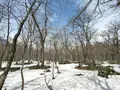 随神門の写真_511940