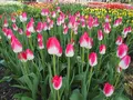 砺波チューリップ公園の写真_512177