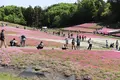 羊山公園の写真_512450