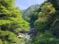 祖谷のかずら橋の写真_513156