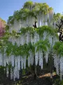 あしかがフラワーパークの写真_513313