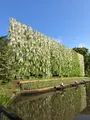 あしかがフラワーパークの写真_513314