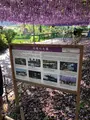 あしかがフラワーパークの写真_513315