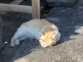 佐田沈下橋の写真_513601