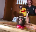 草津温泉おさるの湯もみ処～おさ湯の写真_514508