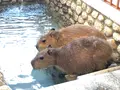 草津温泉おさるの湯もみ処～おさ湯の写真_514534
