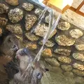 草津温泉おさるの湯もみ処～おさ湯の写真_514642