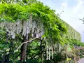 栃木県 足利フラワーパークの写真_515450