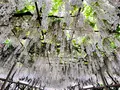 栃木県 足利フラワーパークの写真_515451