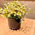 Restaurant NéMoの写真_515556