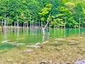 一の俣桜公園の写真_517305