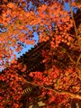 神護寺の写真_517485