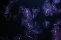 四国水族館の写真_518734