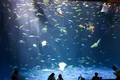 四国水族館の写真_518735