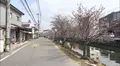 尾道の桜土手の写真_519164