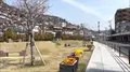 尾道の桜土手の写真_519165