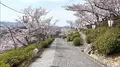 千光寺公園の写真_519228
