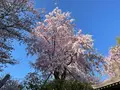 安倍文殊院の写真_520437