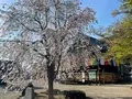 安倍文殊院の写真_520441