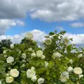 Farm Viltainの写真_520861
