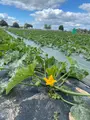 Farm Viltainの写真_520862