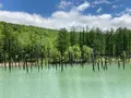 白金青い池の写真_520887