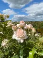 Farm Viltainの写真_521449