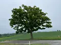 セブンスターの木の写真_521482