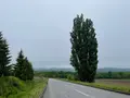 ケンとメリーの木の写真_521484