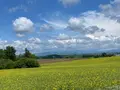 美瑛の写真_521611