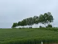セブンスターの木の写真_521661