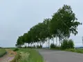 セブンスターの木の写真_521662