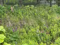 ケンとメリーの木の写真_521663