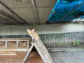 北きつね牧場の写真_521719