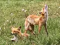 北きつね牧場の写真_522233