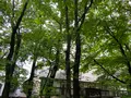 レストラン ペニーレイン（RESTAURANT PENNY LANE）那須店の写真_523276