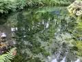 白川水源の写真_523992