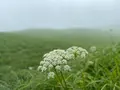 大観峰の写真_523994