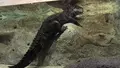 DMMかりゆし水族館の写真_525381