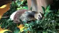 DMMかりゆし水族館の写真_525382