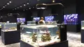 DMMかりゆし水族館の写真_525385