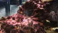 DMMかりゆし水族館の写真_525386