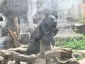 台北市立動物園台湾動物区の写真_525575