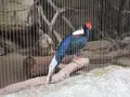 台北市立動物園台湾動物区の写真_525576